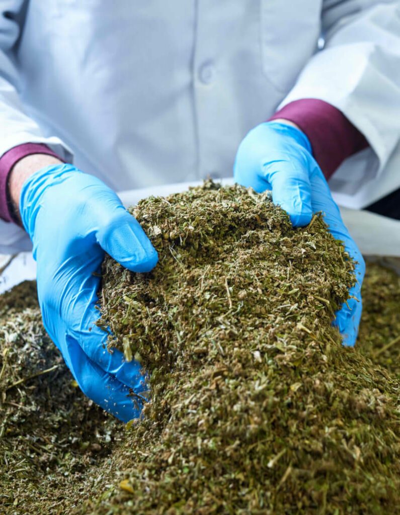 Distinguishing hemp from cannabis